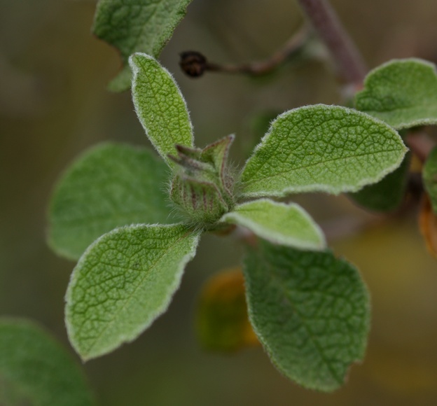 Cistus creticus subsp. eriocephalus